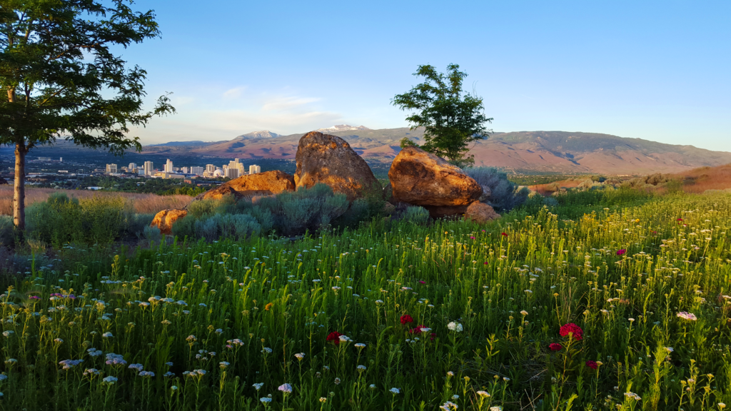 The Reno skyline in Spring with wildflowers in the foreground.